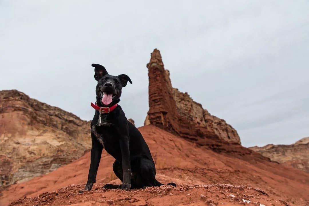 Red Rock Veterinary Health - Fear Free Veterinary Care