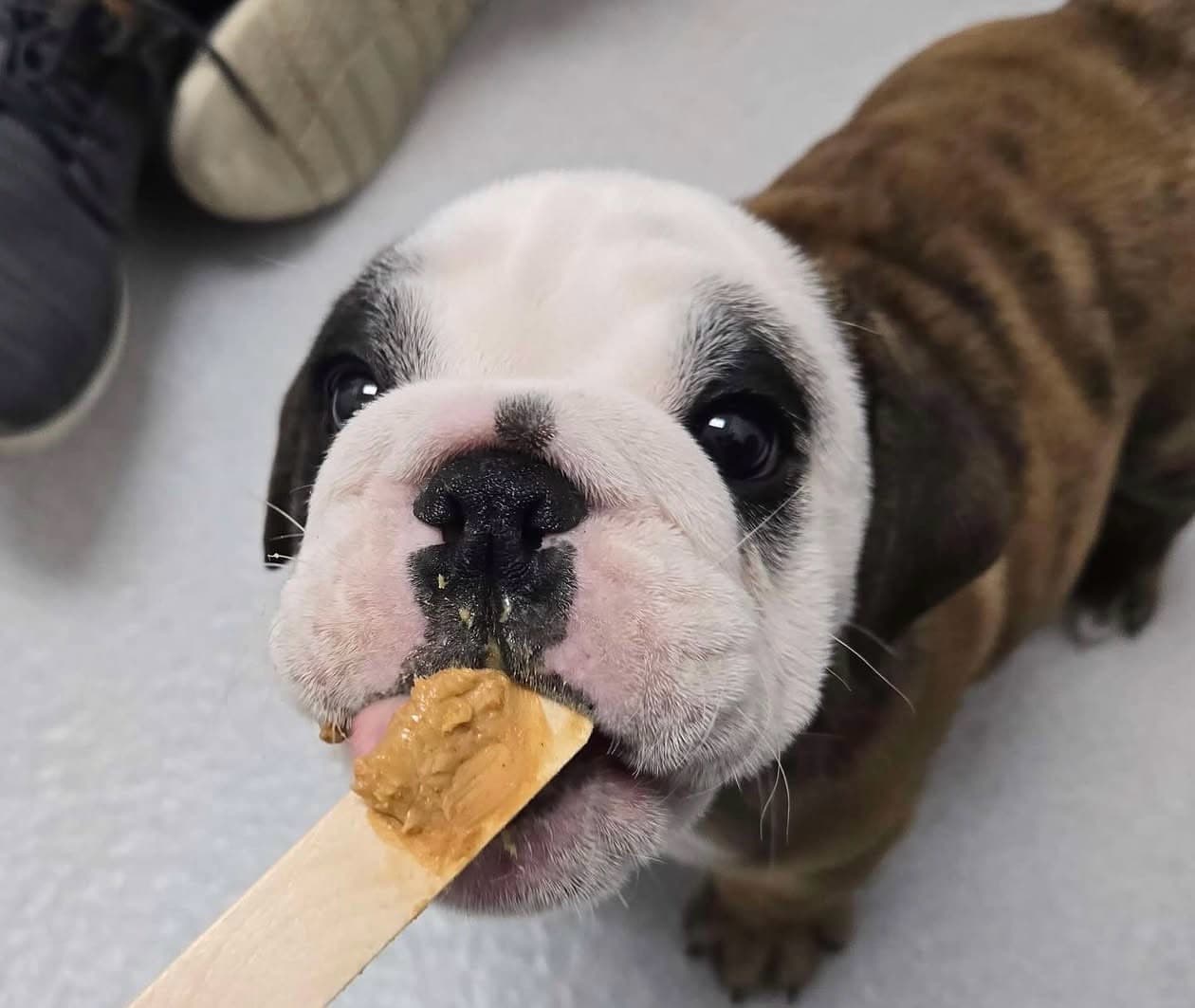 An English bulldog puppy taking peanut butter from a spoon during a low-stress exam at Red Rock Veterinary Health