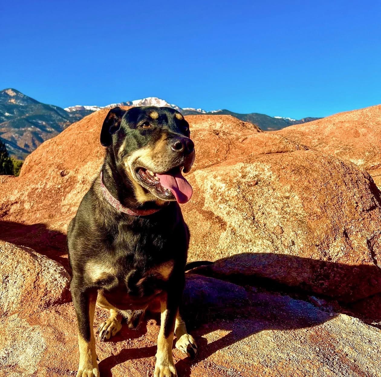 A dog sitting on the red rock formations of a Colorado Springs Westside trail, with Pikes Peak in the background