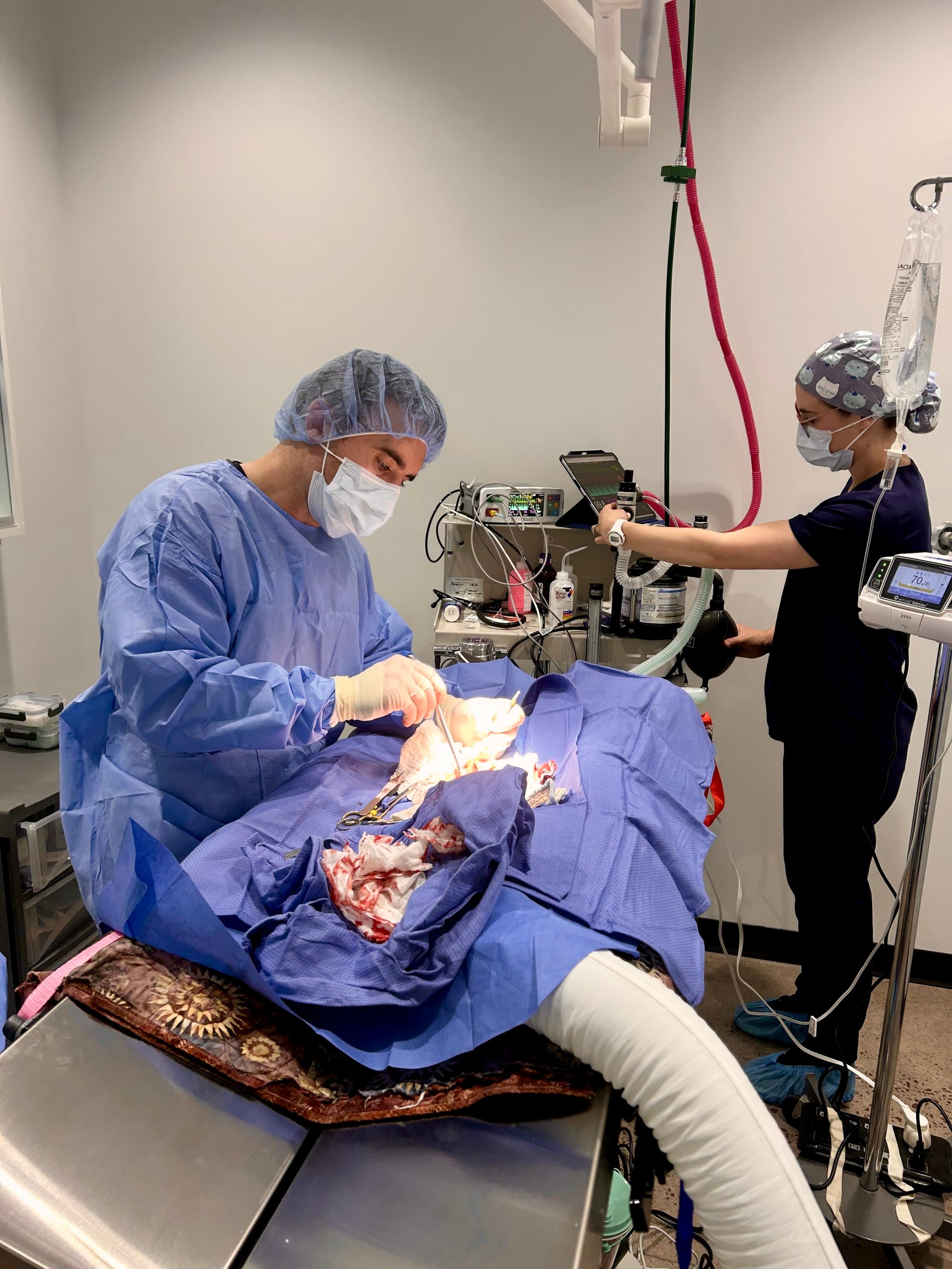 A veterinarian at Red Rock Veterinary Health performing surgery in the practice's surgical suite